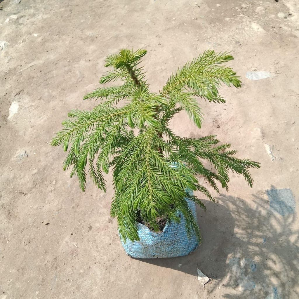 Araucaria / Christmas Tree in 5 Inch Nursery Bag