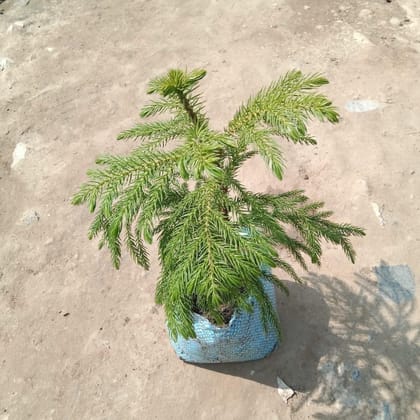 Buy Araucaria / Christmas Tree In 5 Inch Nursery Bag Online | Urvann.com