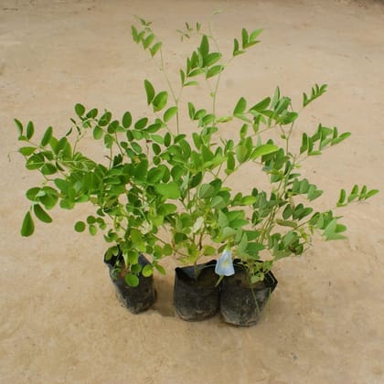 Buy Set of 3 - Aparajita (any colour) in 4 Inch Nursery Bag Online | Urvann.com