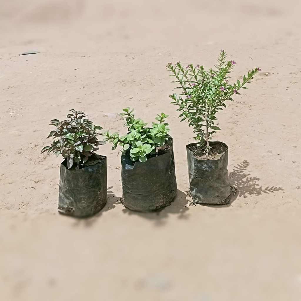 Ultimate Outdoor Combo - Set of 3 - Cuphea / False Heather, Jade & Alternanthera Red in 4 Inch Nursery Bag