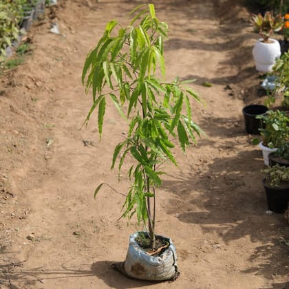 Buy Ashoka Plant in 6 Inch Nursery Bag Online | Urvann.com