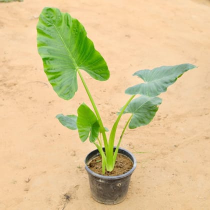 Buy Alocasia Big Leaf in 10 Inch Plastic Pot Online | Urvann.com