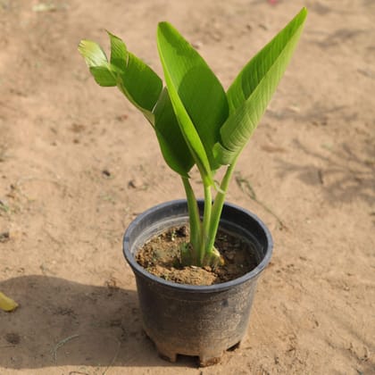 Buy Banana Palm in 8 Inch Plastic Pot Online | Urvann.com