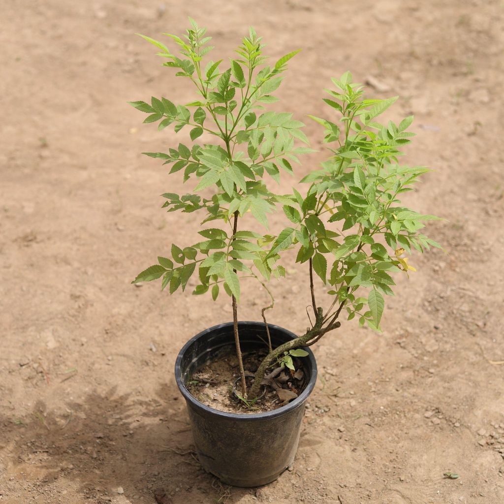 Tecoma Dwarf (any colour) in 6 Inch Nursery Pot