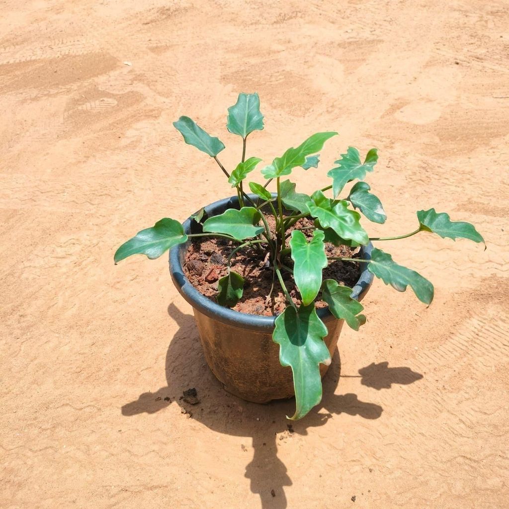 Xanadu Green in 8 Inch Nursery Pot