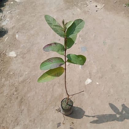 Buy Amrood / Guava Plant In 5 Inch Nursery Bag Online | Urvann.com