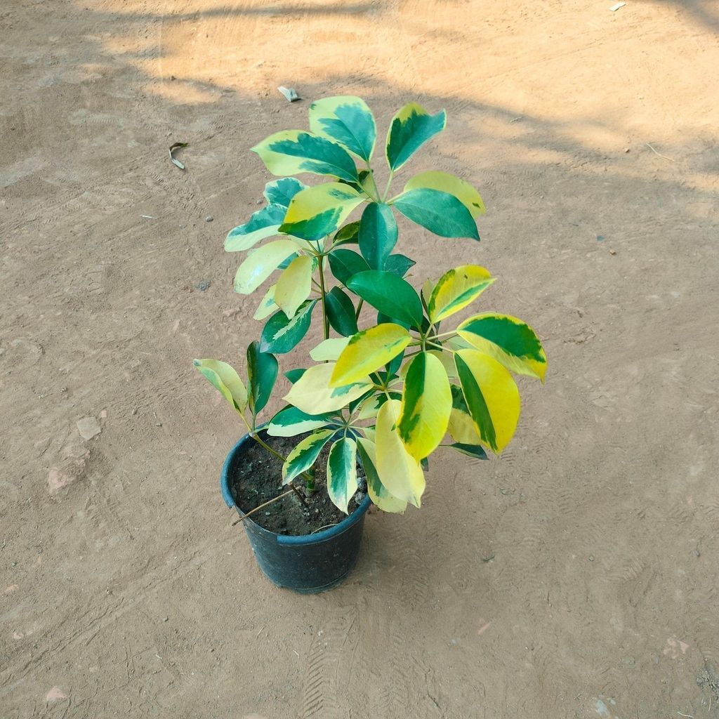 Schefflera Yellow Green in 8 Inch Nursery Pot