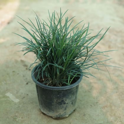 Buy Black Grass in 6 Inch Plastic Pot Online | Urvann.com