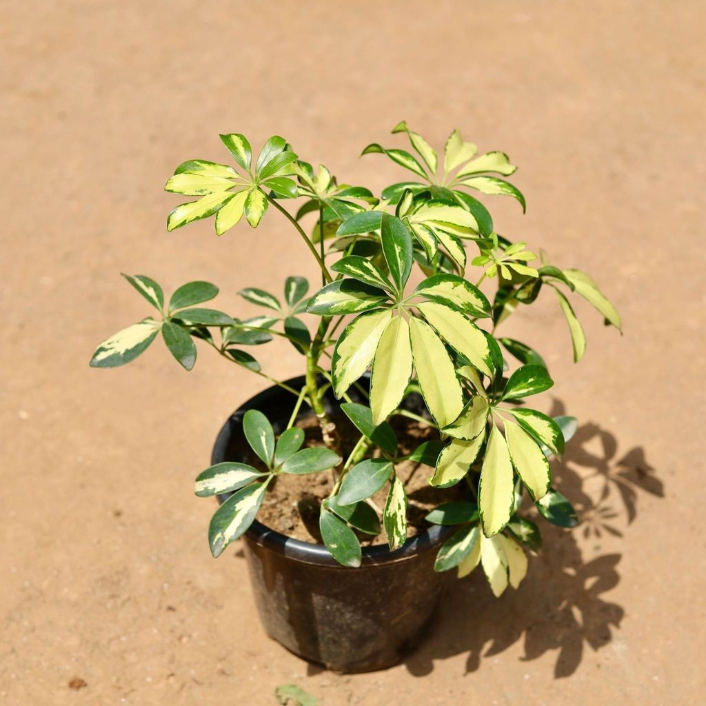 Schefflera Variegated in 6 Inch Nursery Pot