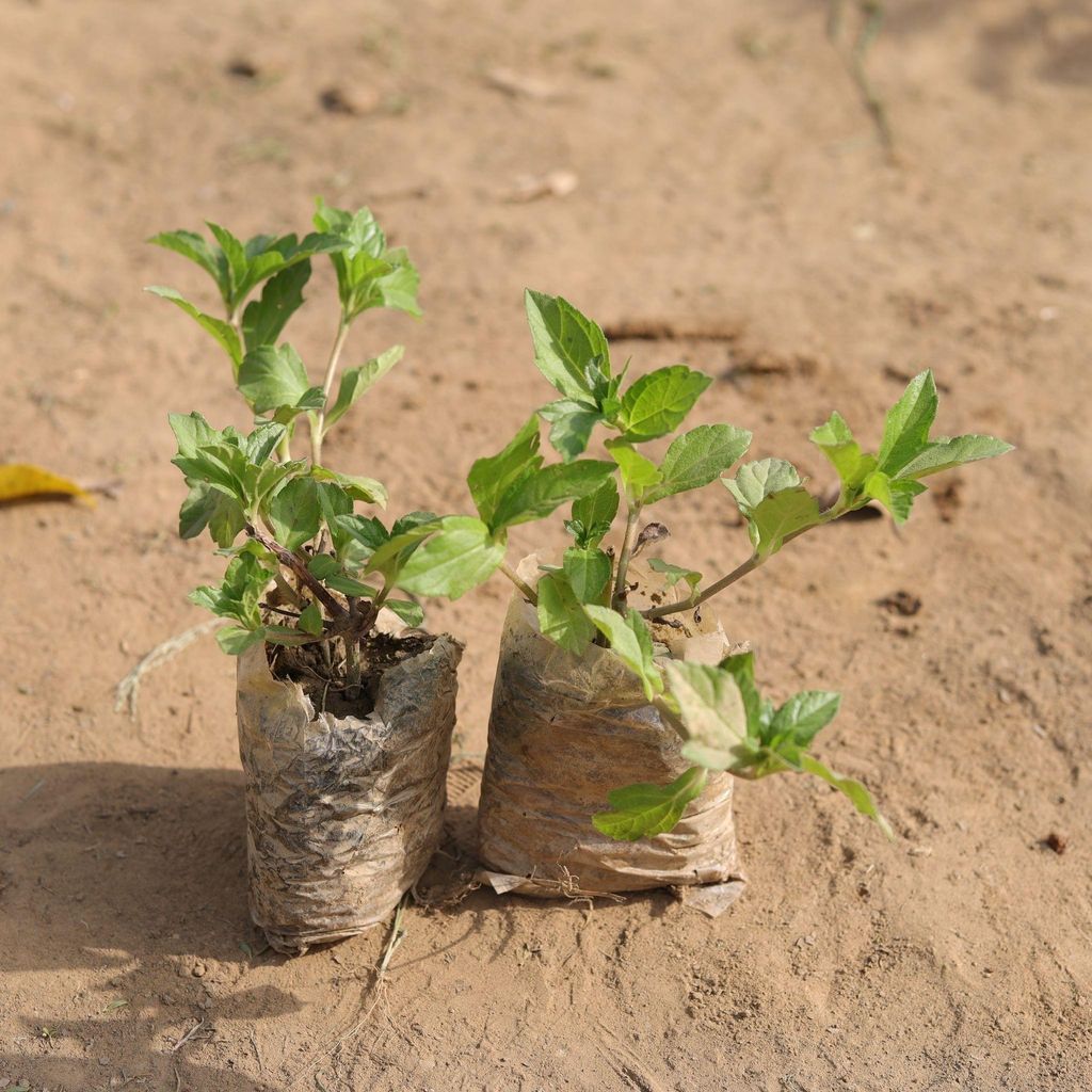 Set of 2 - Badeliya Plant in 3 Inch Nursery Bag