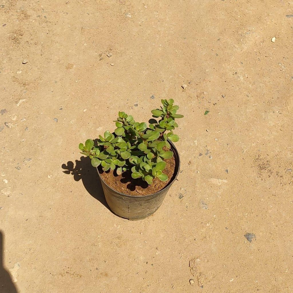 Jade in 5 Inch Nursery Pot