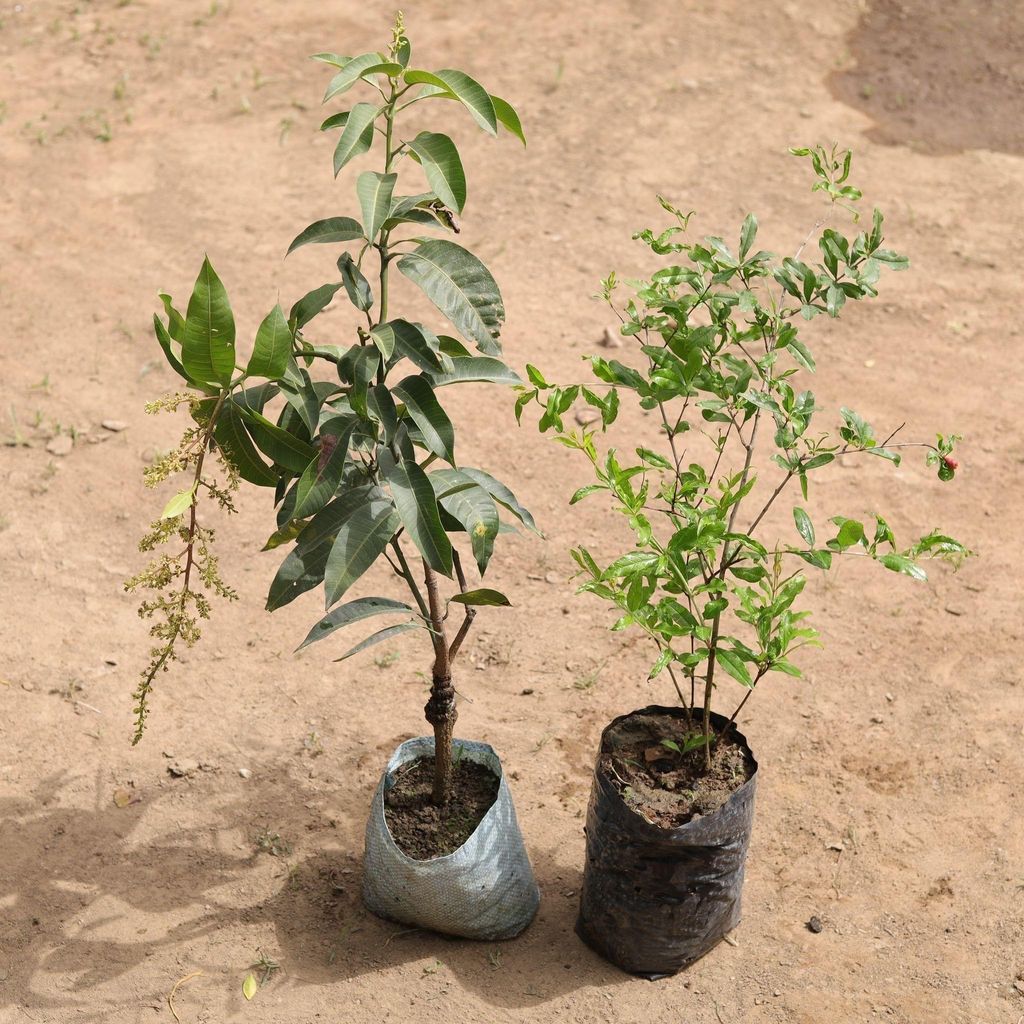 Set of 2 - All Season Mango & Pomegranate / Anar in 7 Inch Nursery Bag