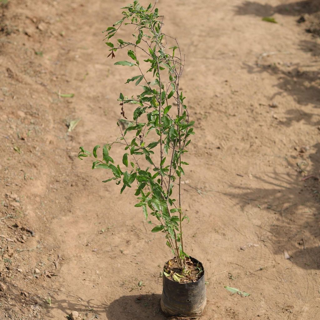 Anar / Pomegranate Plant in 5 Inch Nursery Bag