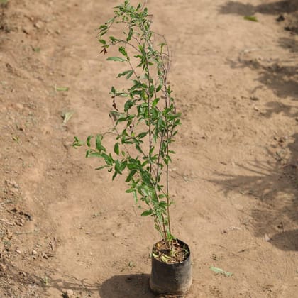 Buy Anar / Pomegranate Plant in 5 Inch Nursery Bag Online | Urvann.com