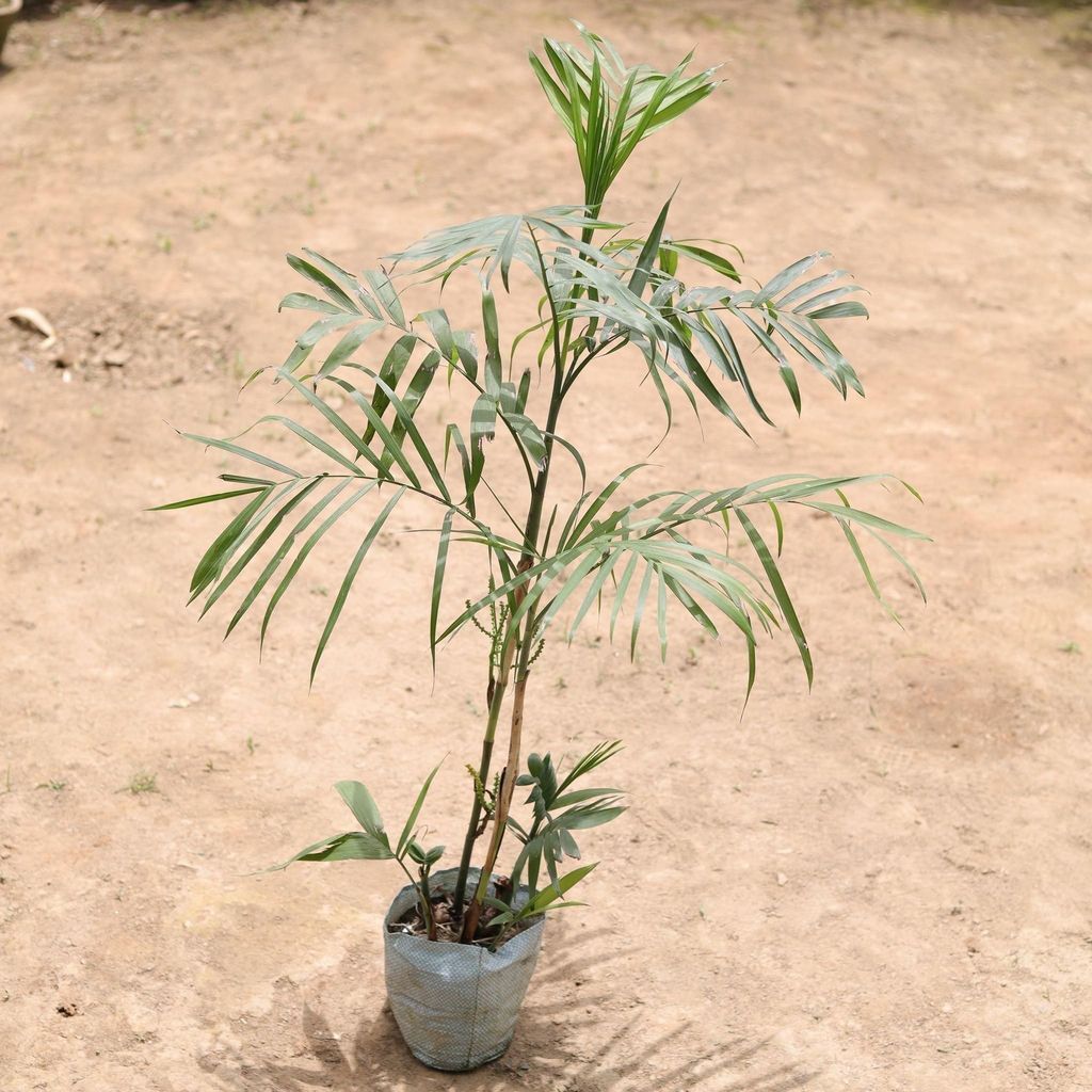 Chikotia Palm (~ 2 to 3 ft.) in 5 Inch Nursery Bag