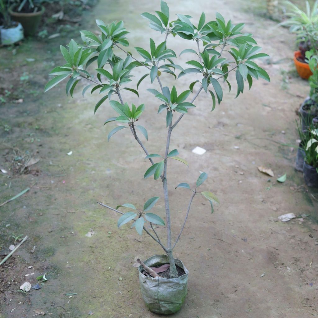 Chiku / Chikoo / Sapodilla Plant in 6 Inch Nursery Bag