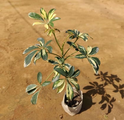 Buy Schefflera Variegated Plant in 4 Inch Nursery Bag Online | Urvann.com