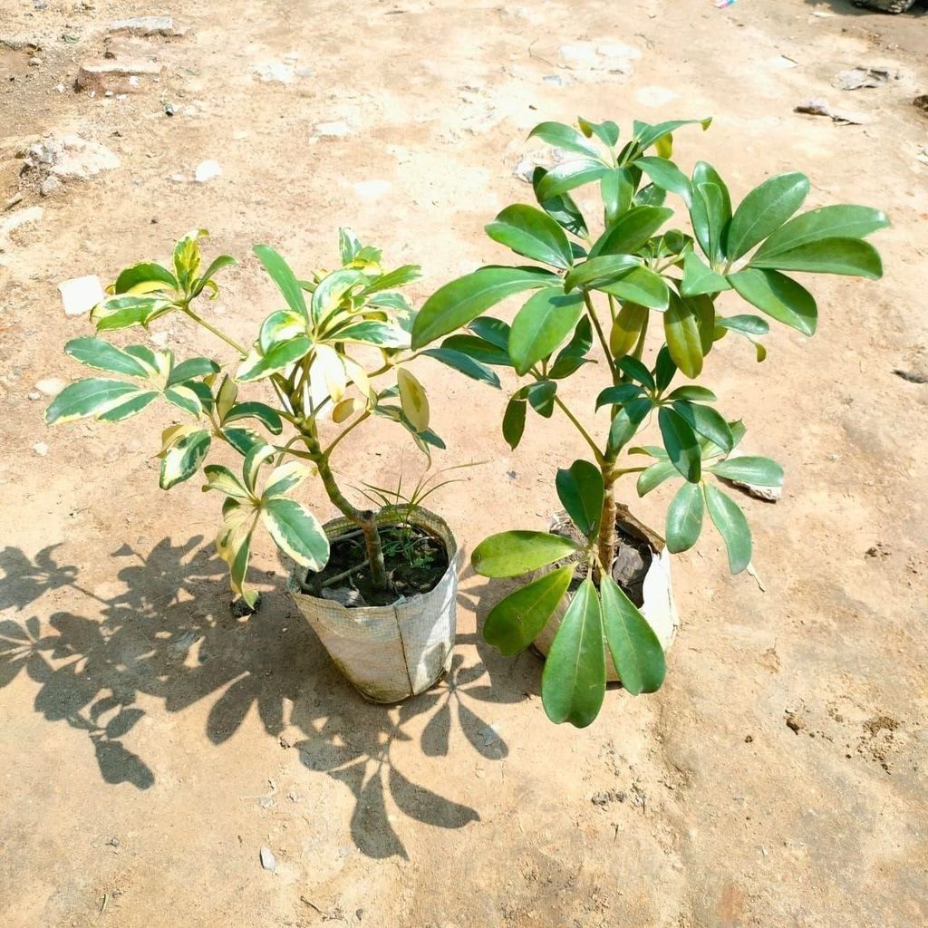 Set of 2 - Schefflera (Variegated & Green) in 4 Inch Nursery Bag