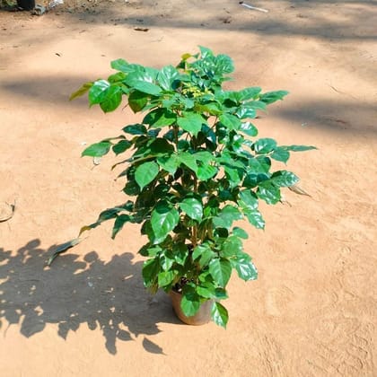 Buy Radermachera In 8 Inch Plastic Pot Online | Urvann.com