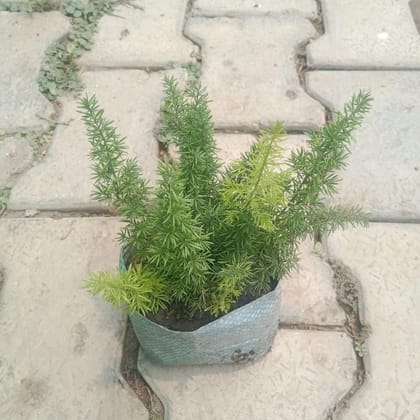 Buy Asparagus Mary in 4 Inch Nursery Bag Online | Urvann.com