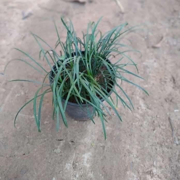 Ribbon Grass in 6 Inch Nursery Pot