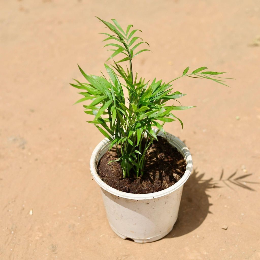 Chameadorea Palm in 5 Inch Nursery Pot