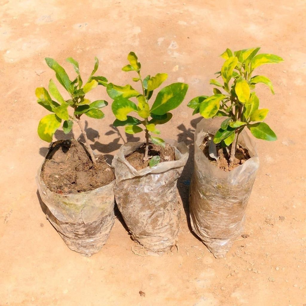 Set Of 3 - Clerodendrum Inerme Plant in 3 Inch Nursery Bag