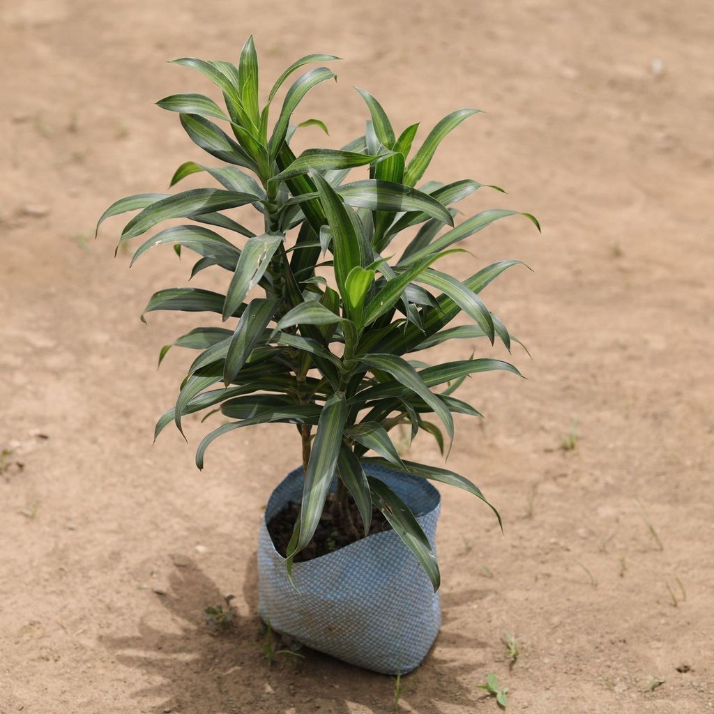 Dracaena Messenger in 5 Inch Nursery Bag