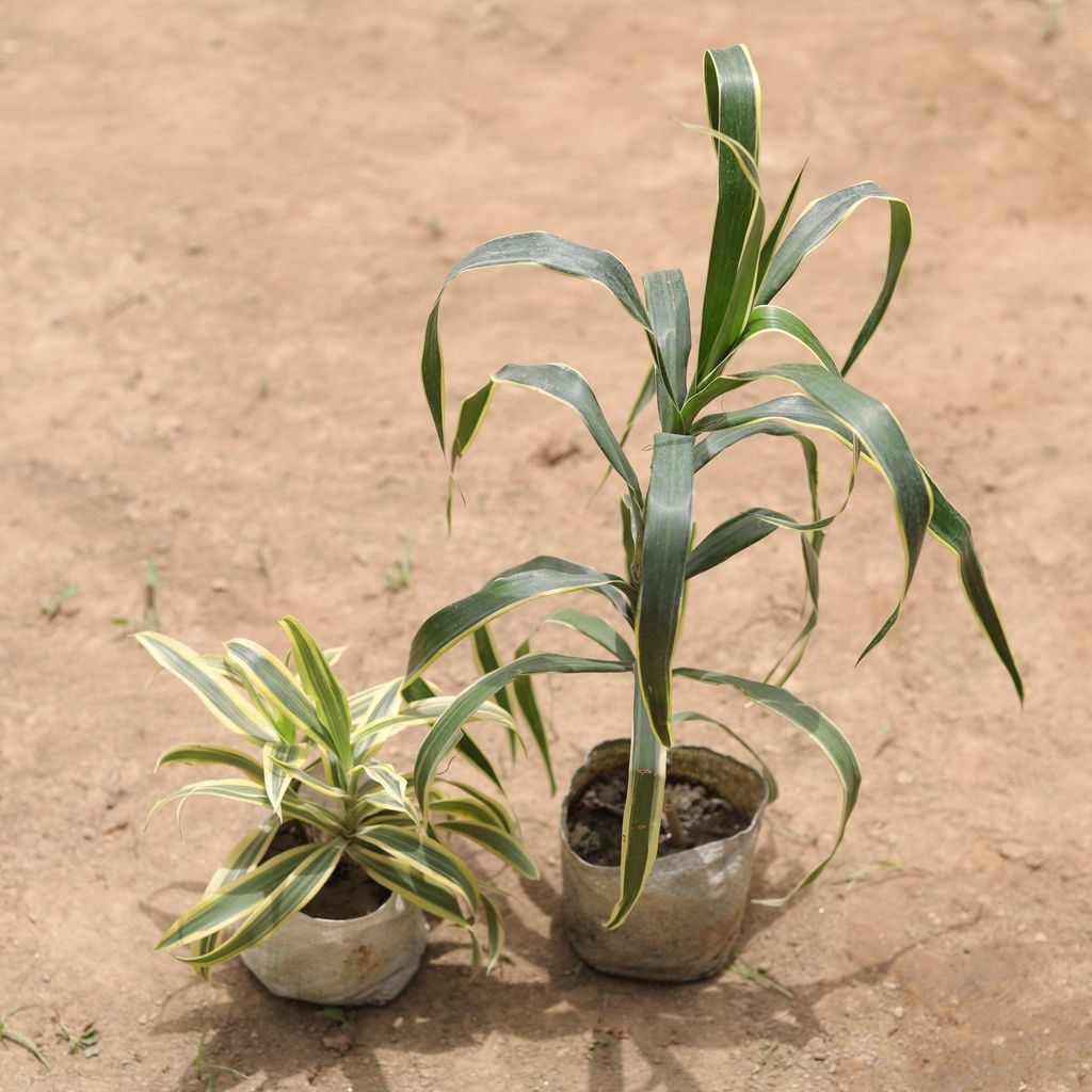 Set of 2 - Dracaena Jamaica & Song of India in 5 Inch Nursery Bag