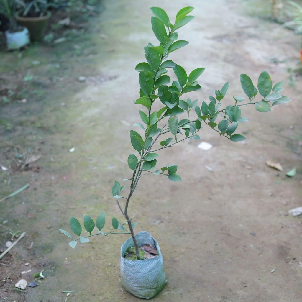 Nimbu / Lemon Plant in 6 Inch Nursery Bag