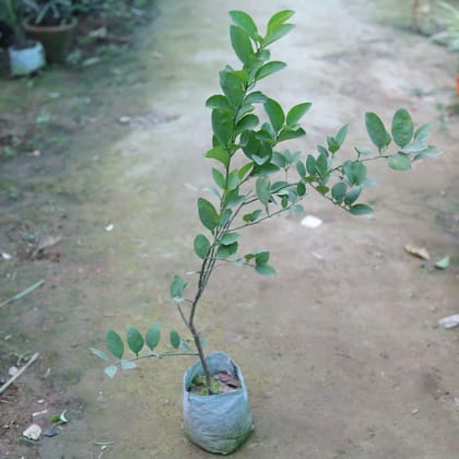 Buy Nimbu / Lemon Plant in 6 Inch Nursery Bag Online | Urvann.com