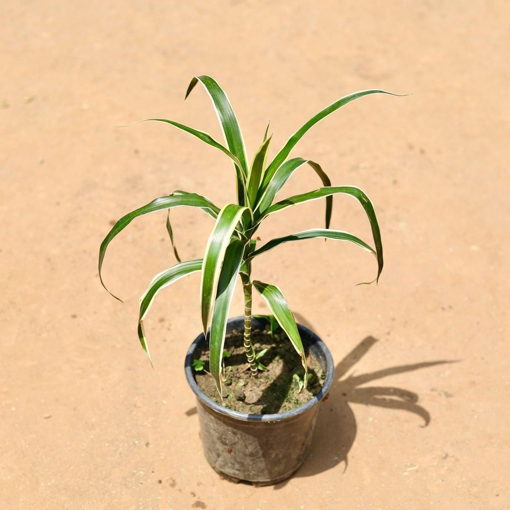 Dracaena Jamaica in 6 Inch Nursery Pot