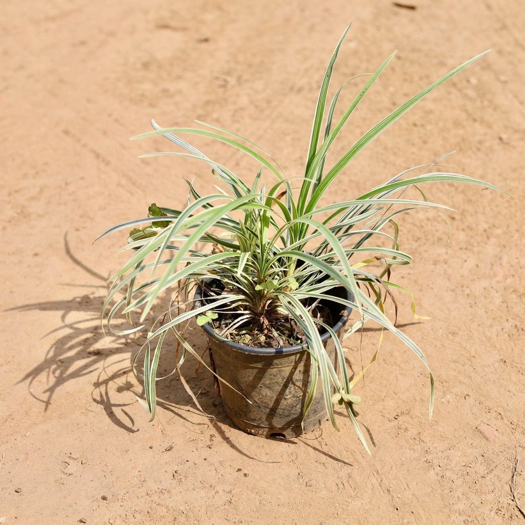 Opipogsm Grass in 6 Inch Nursery Pot