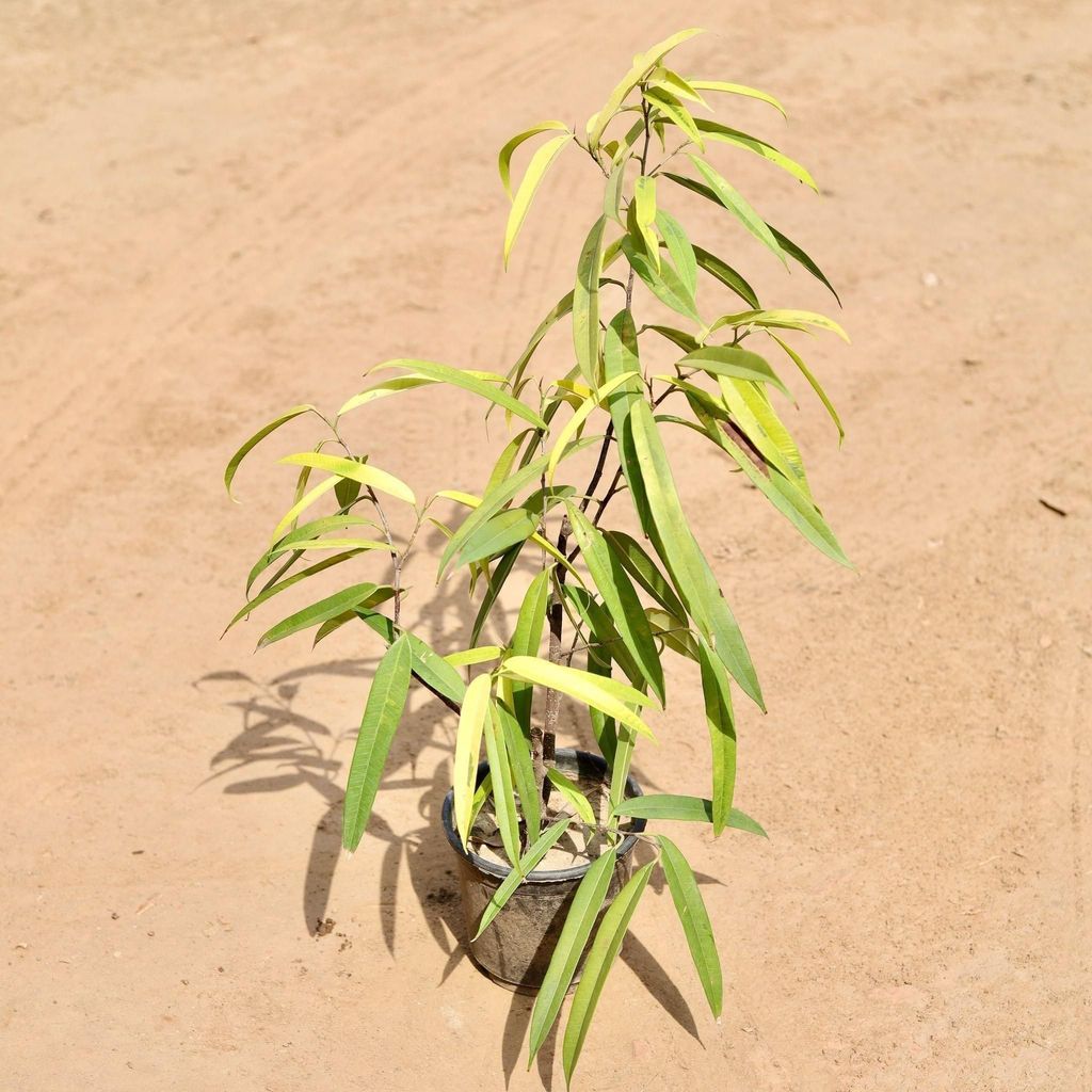 Ficus Golden Ally In 6 Inch Nursery Pot