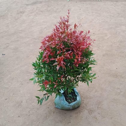 Buy Syzygium Krishna  in 12 Inch Nursery Bag Online | Urvann.com