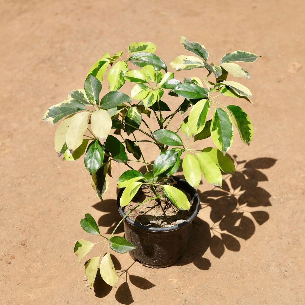 Schefflera High Colour in 6 Inch Nursery Pot