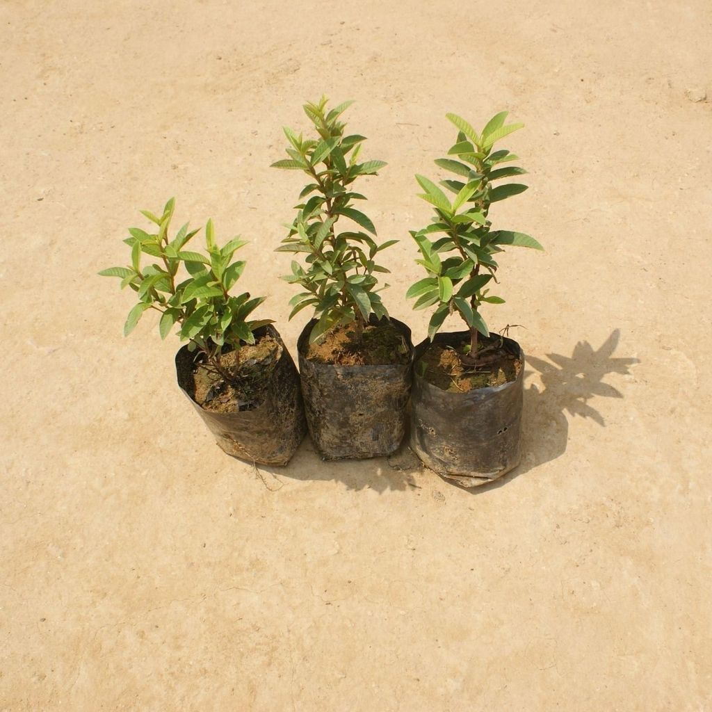 Set of 3 - China Amrood / Guava in 4 Inch Nursery Bag