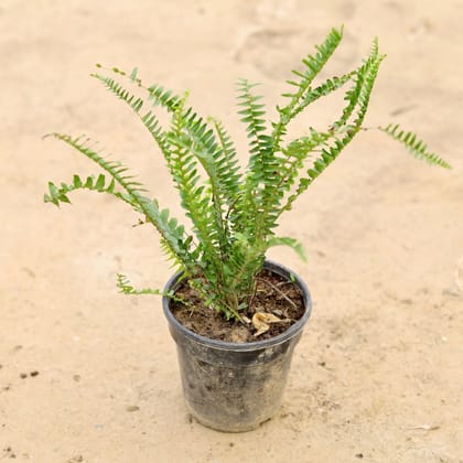 Buy Fern Green in 5 Inch Plastic Pot Online | Urvann.com