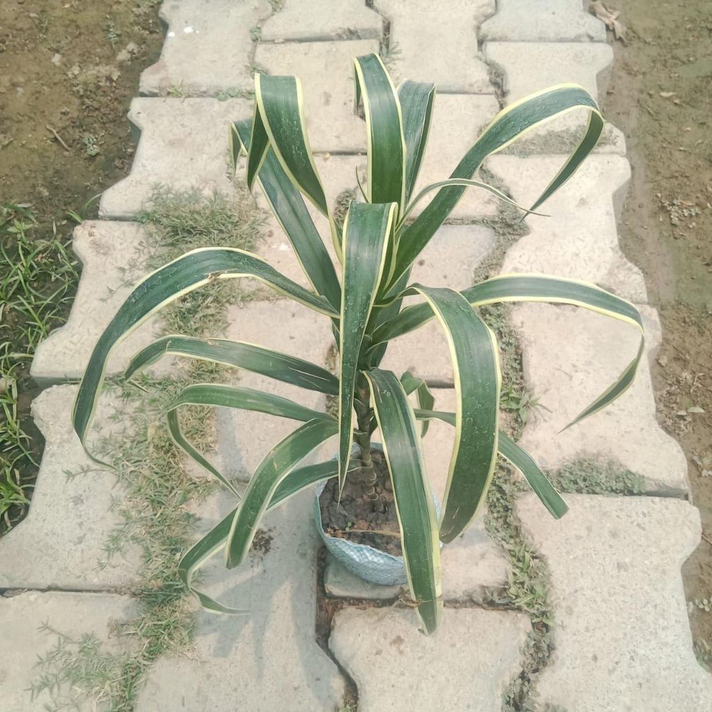 Dracaena Jamaica in 4 Inch Nursery Bag