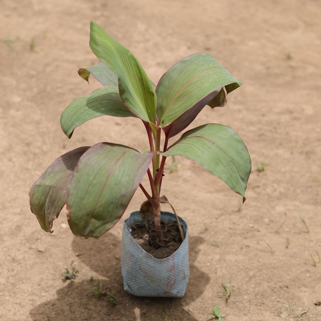 Dracaena Kedarnath in 4 Inch Nursery Bag