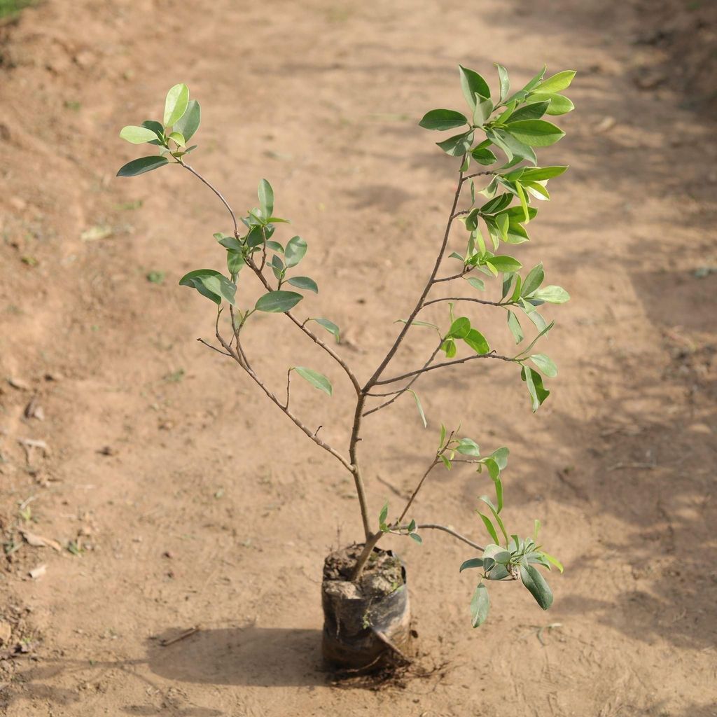 Ficus Panda in 4 Inch Nursery Bag