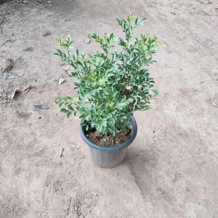 Murraya / Madhukamini in 8 Inch Nursery Pot