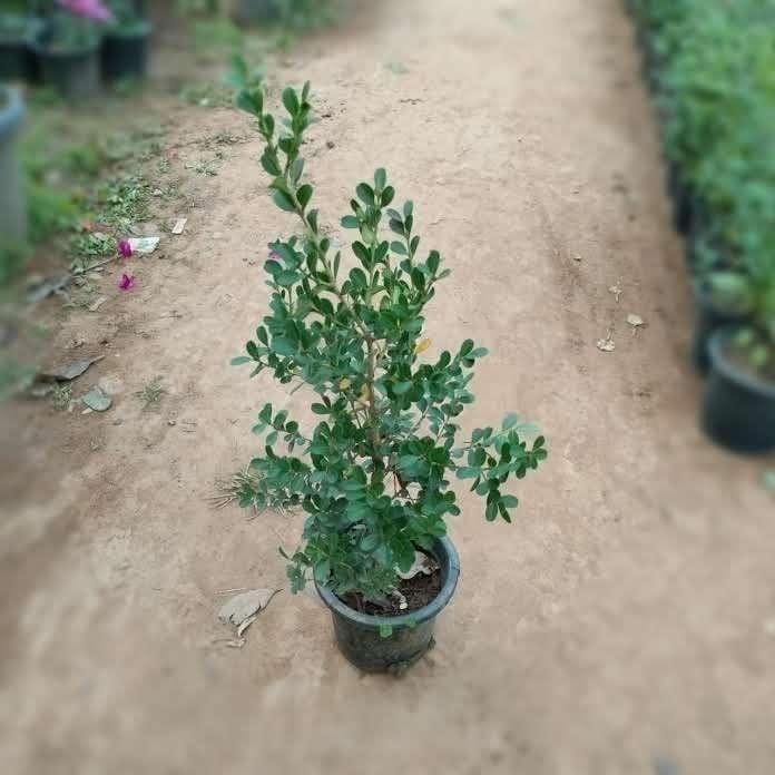 Box wood in 7 Inch Nursery Pot