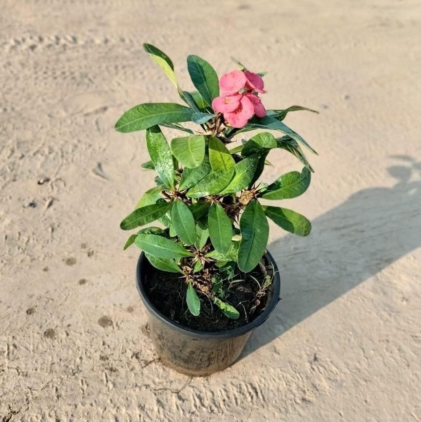 Euphorbia Flowering (any colour) in 10 Inch Nursery Pot