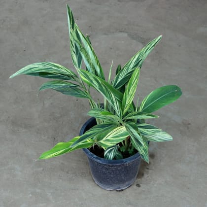 Buy Alpinia Plant in 10 Inch Plastic Pot Online | Urvann.com