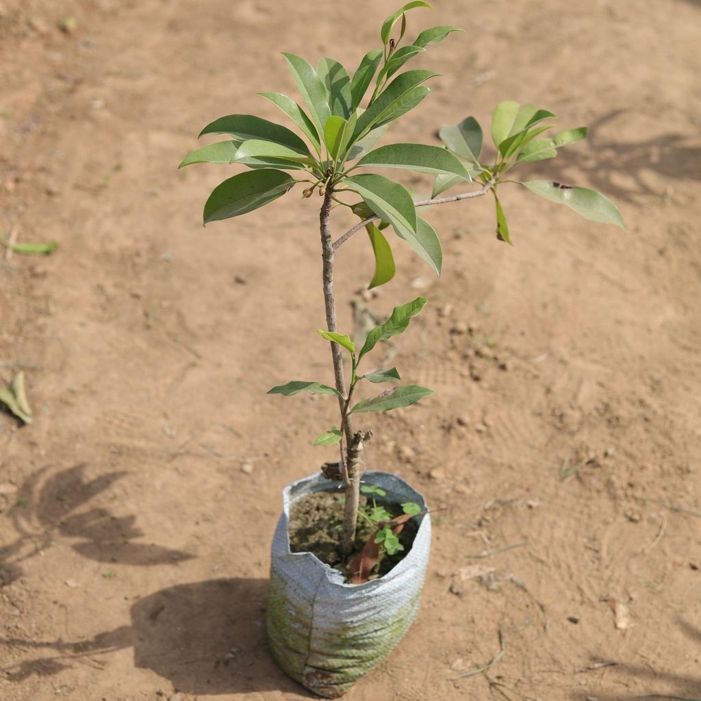 Chiku / Chikoo Plant in 5 Inch Nursery Bag