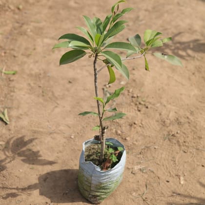 Buy Chikku / Chikoo Plant in 5 Inch Nursery Bag Online | Urvann.com