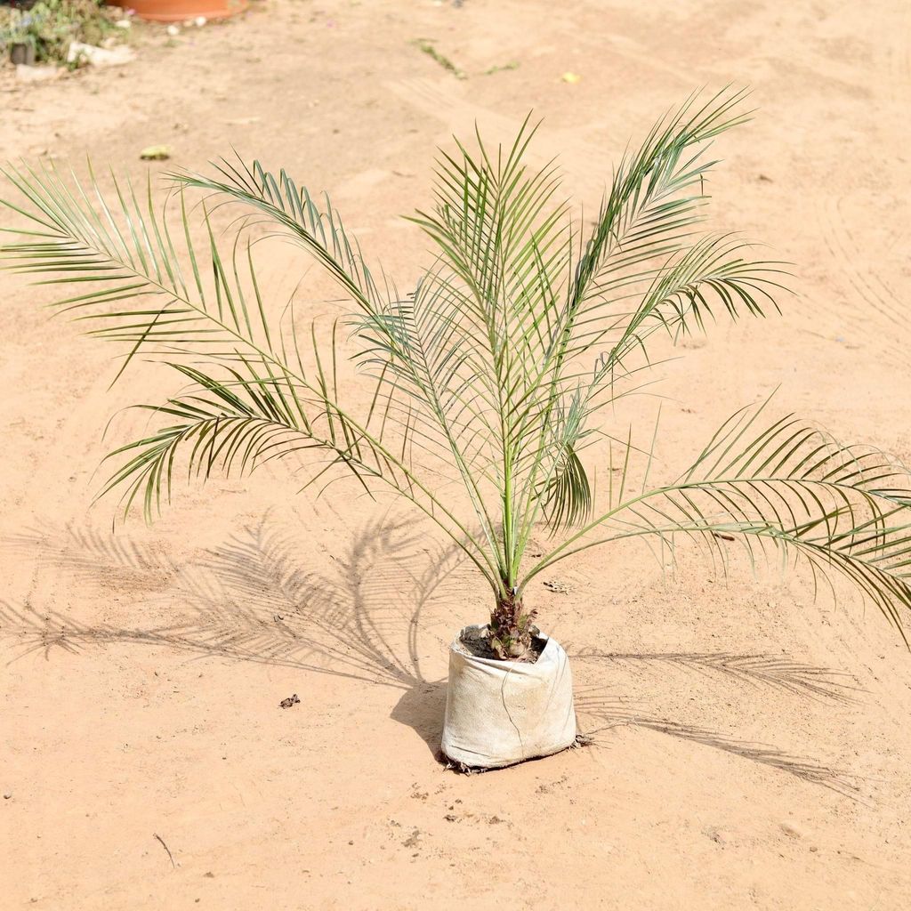 Phoenix Palm in 7 Inch Nursery Bag