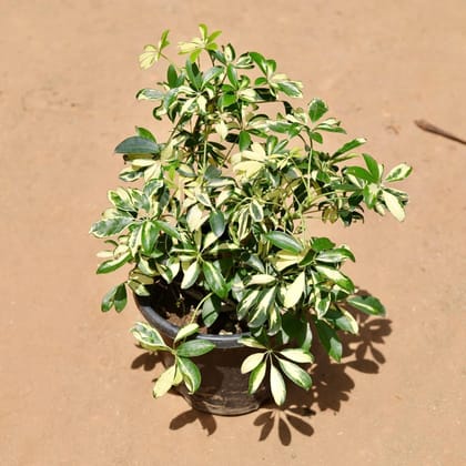 Buy Schefflera Variegated In 10 Inch Plastic Pot Online | Urvann.com