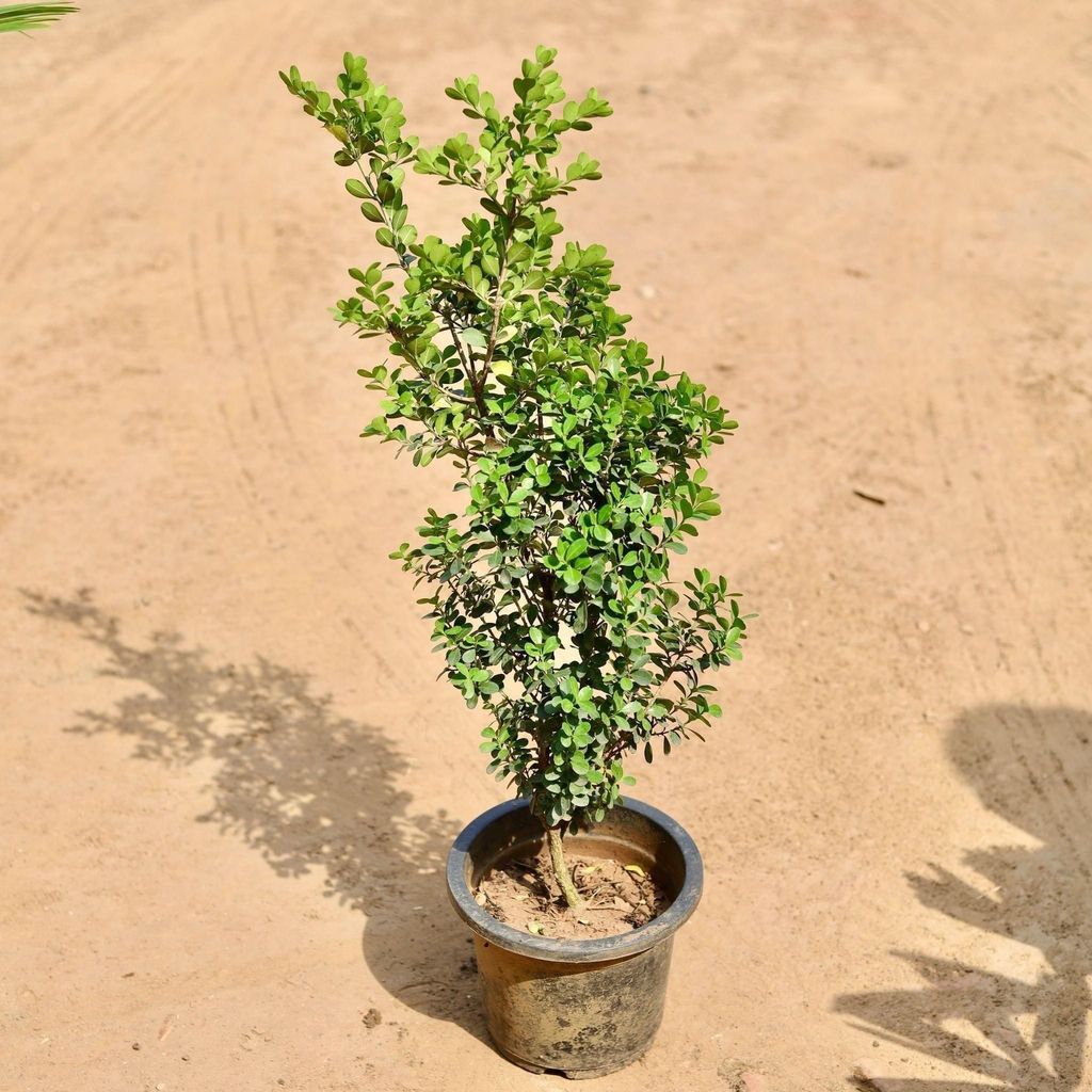 Boxwood / Buxus in 7 Inch Nursery Pot